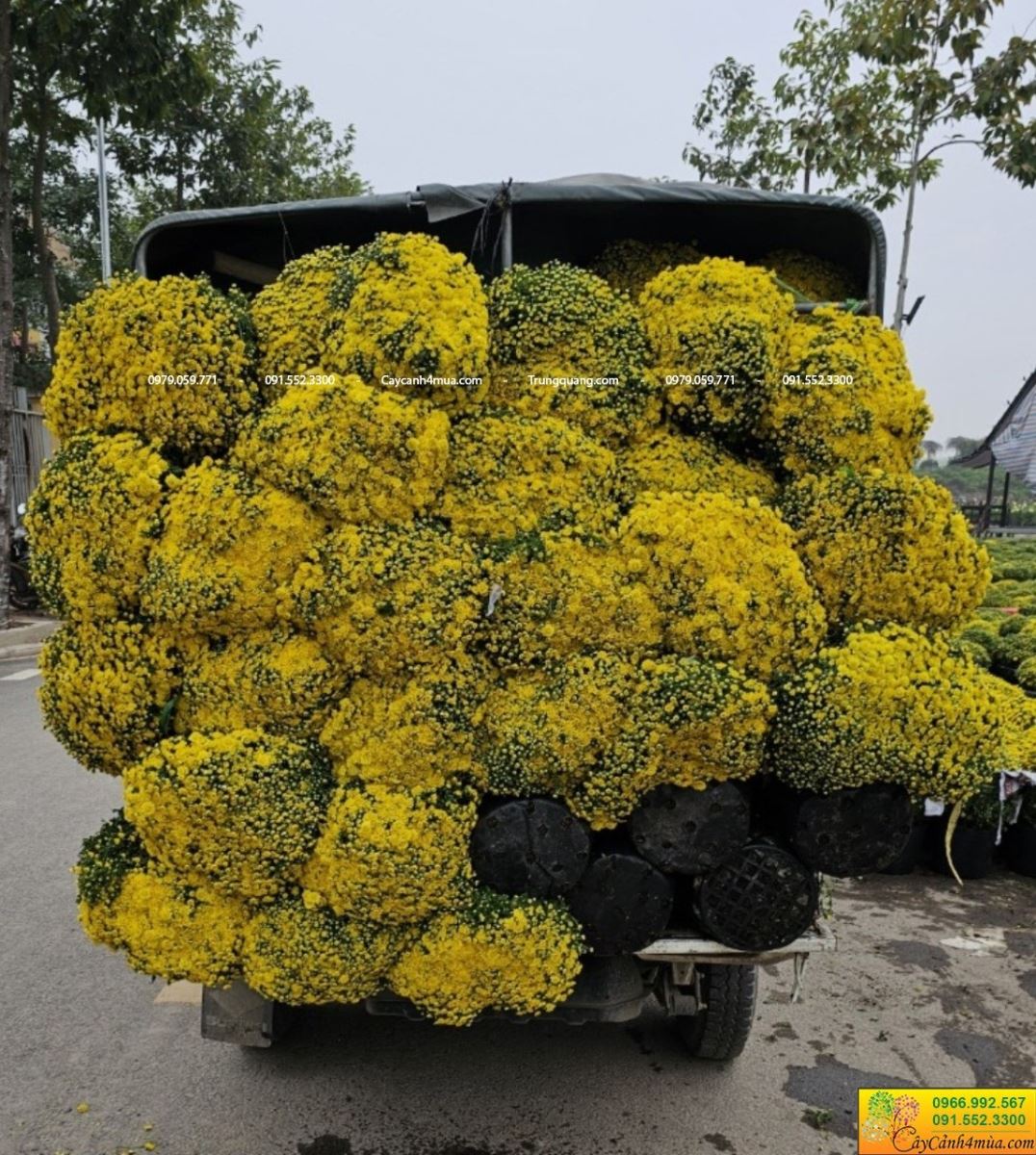 cúc mâm xôi giao khách 